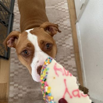 The Dog Bakery - The last piece of her birthday cake! - Pet Stores Near Me - Pasadena, California The Dog Bakery - The last piece of her birthday cake! - Pet Stores Near Me - Pasadena, California