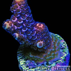 Fishy Bizness