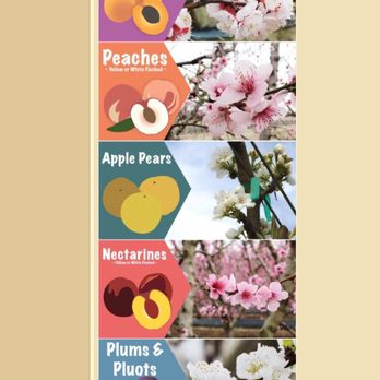 Fresno County Blossom Trail - Found this blossom guide online - Local Flavor Near Me - Fresno, California Fresno County Blossom Trail - Found this blossom guide online - Local Flavor Near Me - Fresno, California