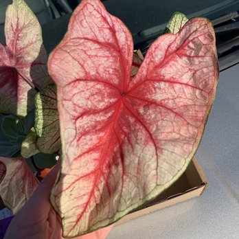 Logan's Garden Shop - I always plant these annually in my front yard because they look like  PINK HEARTS - Nurseries & Gardening Near Me - Raleigh, North Carolina