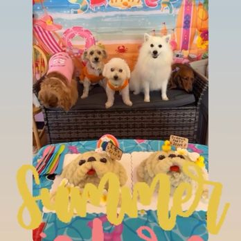 Aloha Dog - Another party at Aloha Dog!!!! So much fun!!! - Pet Sitting Near Me - Honolulu, Hawaii Aloha Dog - Another party at Aloha Dog!!!! So much fun!!! - Pet Sitting Near Me - Honolulu, Hawaii