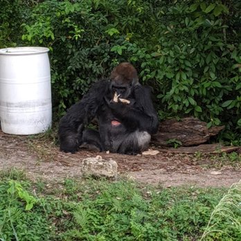 Monkey Jungle - unfortunately, the gorilla had an open wound when we were there, but he was still nice about participating in the show/feeding! - Zoos Near Me - Miami, Florida