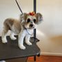 Photo of Pampered Pooch Dog Grooming Spa & Salon