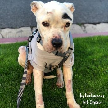 Instantaneous Pet Service - Renea helped with a severely neglected rescue post operation and did such an incredible job! - Pet Sitting Near Me Instantaneous Pet Service - Renea helped with a severely neglected rescue post operation and did such an incredible job! - Pet Sitting Near Me