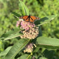Yukich Fields - Butterfly, beautiful sight during my walk