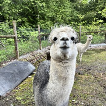 Short Trips Bus Tours & Weekend Getaways - Old mill alpacas - Bus Tours Near Me - Toronto, Ontario Short Trips Bus Tours & Weekend Getaways - Old mill alpacas - Bus Tours Near Me - Toronto, Ontario