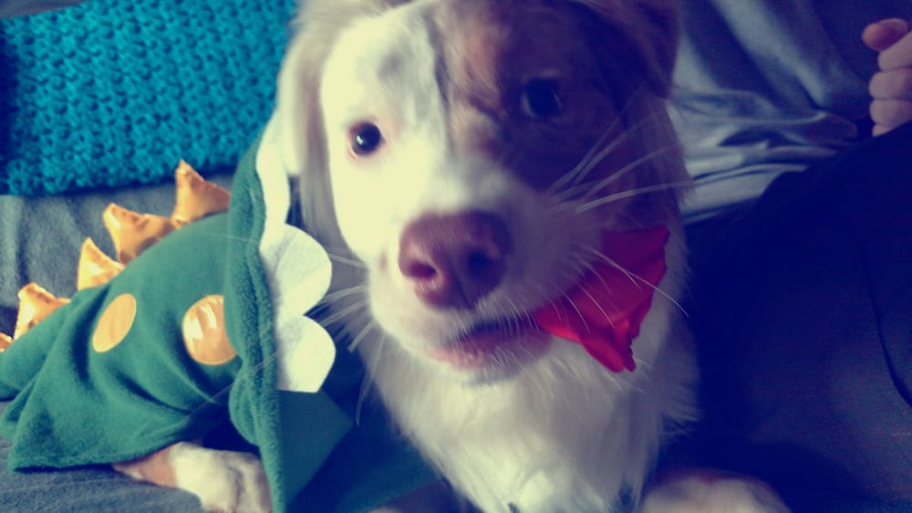 ANIMAL CARE CLINIC Updated July 2024 18462 Hwy 171, Rosepine