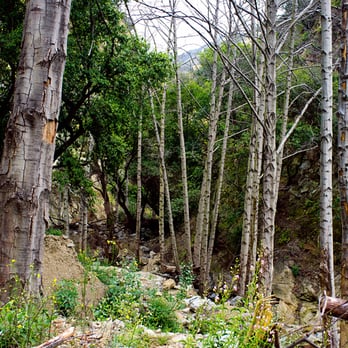 Dawn Mine Hike - Forestry at Dawn Mine - Hiking Near Me - Altadena, California Dawn Mine Hike - Forestry at Dawn Mine - Hiking Near Me - Altadena, California