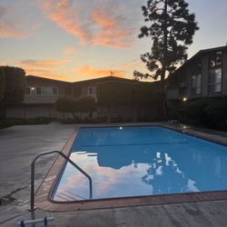 Sea Dog Pools