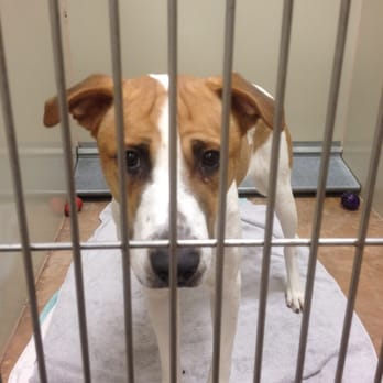 PetSmart - Has been part of family for a year now and we love him more and more every day! - Pet Stores Near Me - Chicago, Illinois PetSmart - Has been part of family for a year now and we love him more and more every day! - Pet Stores Near Me - Chicago, Illinois
