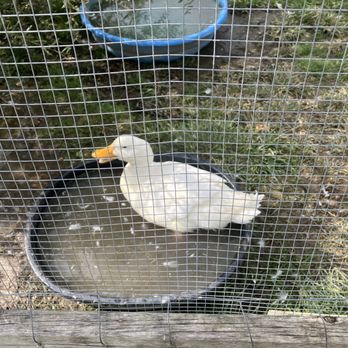 Sunrise Sanctuary - Animal Shelters Near Me - Marysville, Ohio