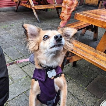 PDX Sliders - Dog treats - Burgers Near Me - Portland, Oregon