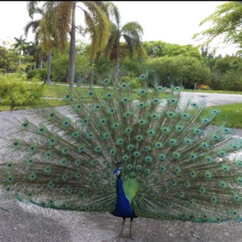 Crandon Park - The grounds are filled with beautiful peacocks - Parks Near Me - Key Biscayne, Florida Crandon Park - The grounds are filled with beautiful peacocks - Parks Near Me - Key Biscayne, Florida