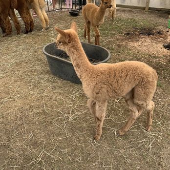 Island Alpaca - Knitting Supplies Near Me - Oak Bluffs, Massachusetts
