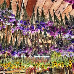 Pear Bloom Farm - So many lovely flowers hanging to dry for future use