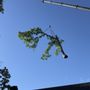 Photo of Foppema Tree Care