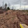 Photo of Stump And Munch Land Clearing