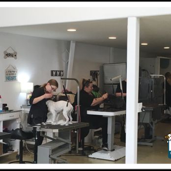 Dee Dee's Dog Spot - Even with all the extra space the entire team was busy taking care of our furry friends - Pet Groomers Near Me - Ventura, California Dee Dee's Dog Spot - Even with all the extra space the entire team was busy taking care of our furry friends - Pet Groomers Near Me - Ventura, California