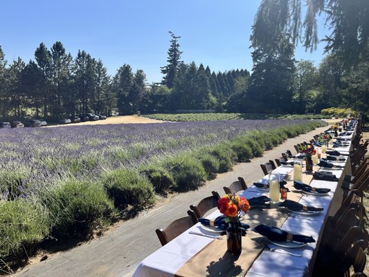 Wayward Winds Lavender Farm by null