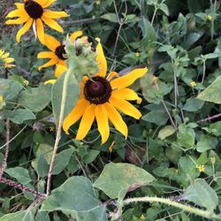 White Rock Creek Trail