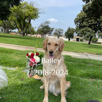 Canyon Animal Hospital - Veterinarians Near Me - Phoenix, Arizona Canyon Animal Hospital - Veterinarians Near Me - Phoenix, Arizona