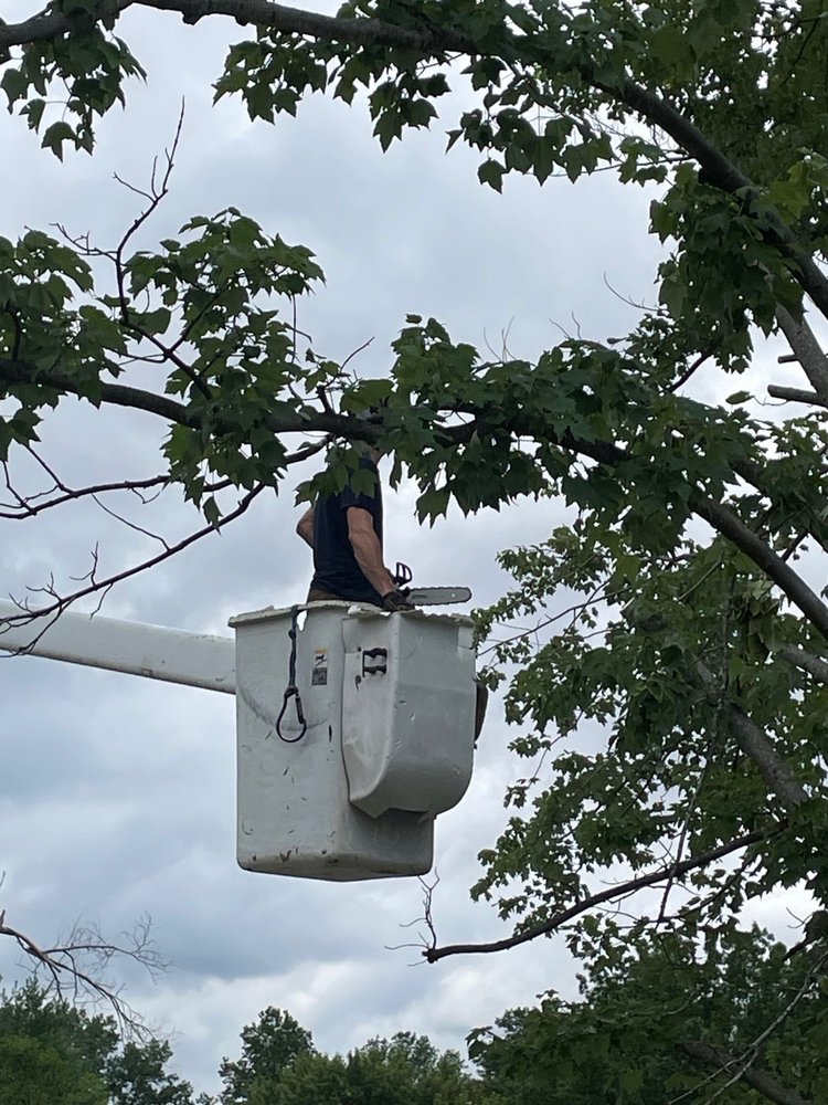 AllTree Care - tree service in Fenton, MO