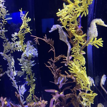 Waikiki Aquarium - Sea horse exhibit - Aquariums Near Me - Honolulu, Hawaii Waikiki Aquarium - Sea horse exhibit - Aquariums Near Me - Honolulu, Hawaii