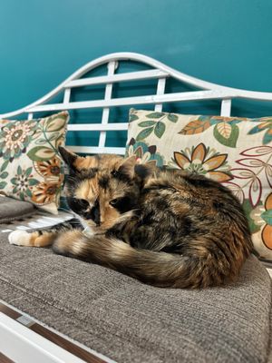 Catnip Cat Cafe by null