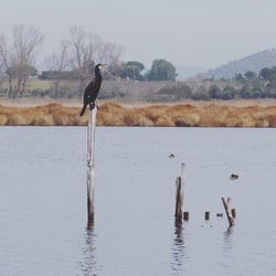 Oasi Lago di Burano - A cormorant viewed from one of the huts