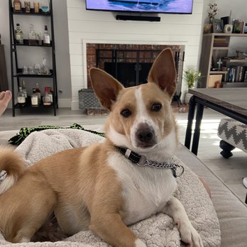 Pretty Pets Mobile Grooming - Pet Groomers Near Me Pretty Pets Mobile Grooming - Pet Groomers Near Me