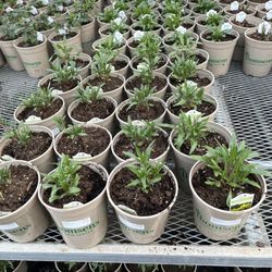 Thomsens Garden Center - Perennials