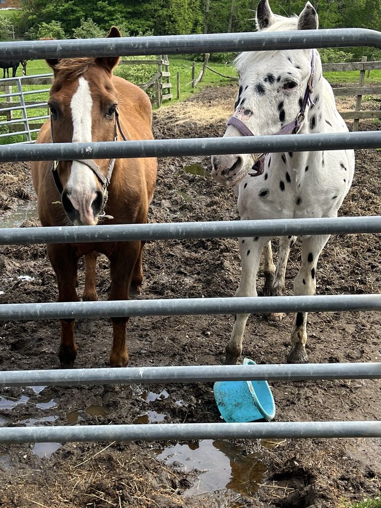 Double DAB Riding Stable - equestrian in Ripley, NY