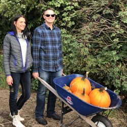 Laity Pumkin Patch - Wheelbarrels offered for easy pick up of pumpkins