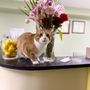 Lemon Tree Dental