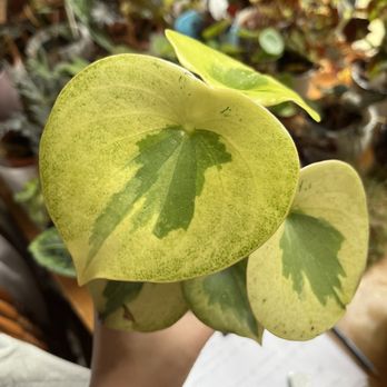 Leaf & Limb On The Levee - Nurseries & Gardening Near Me - Newport, Kentucky