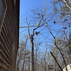 Laton's Tree Service