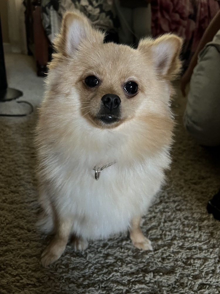 PET STYLES BY STACY Updated August 2024 46 Photos & 19 Reviews 1905 Covillaud St