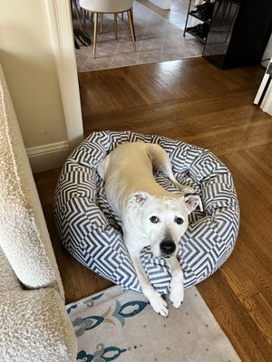 For Your Dogs Only - FYDO Manufacturer of pet beds by null