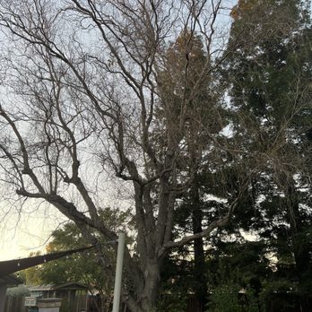 Titan Tree Service - Before - Tree Services Near Me - Sacramento, California Titan Tree Service - Before - Tree Services Near Me - Sacramento, California