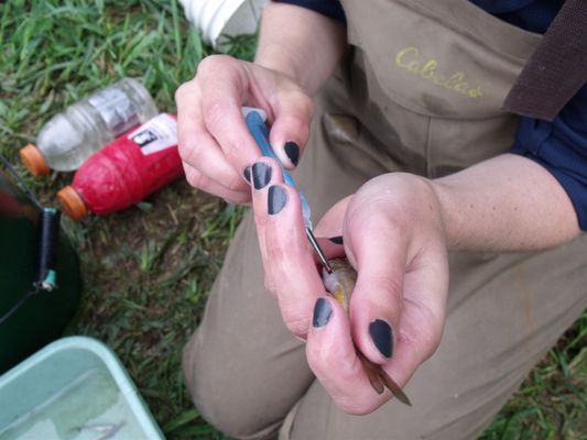 Coos Watershed Association