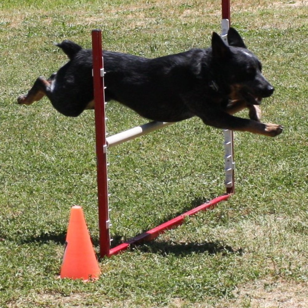 Scott-Fox Training - Winston Jump - Pet Training Near Me - Altadena, California Scott-Fox Training - Winston Jump - Pet Training Near Me - Altadena, California