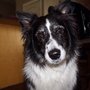 Photo of Monster Mutts Dog Grooming