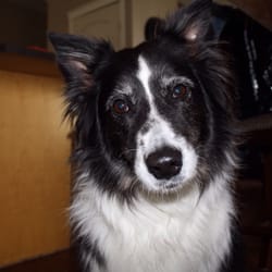 Monster Mutts Dog Grooming