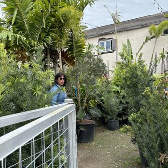 Eden Plant - Nurseries & Gardening Near Me - Houston, Texas
