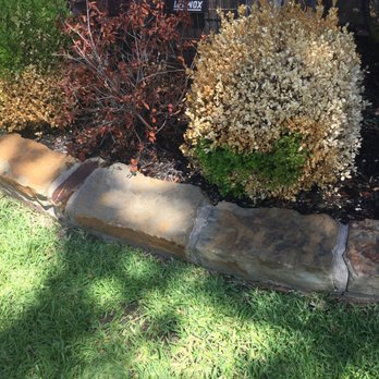 Sunshine Home Hero - Dead shrubs due to the sprinkler head they broke - Landscaping Near Me - Lewisville, Texas Sunshine Home Hero - Dead shrubs due to the sprinkler head they broke - Landscaping Near Me - Lewisville, Texas