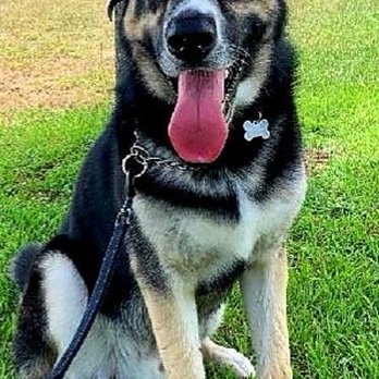 Sit Means Sit Dog Training Clermont - Learning to sit! - Pet Training Near Me - Mascotte, Florida