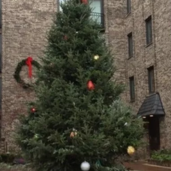 R&D Christmas Trees & More