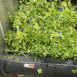 El Ranchito Supermarket - Cilantro 99 cents