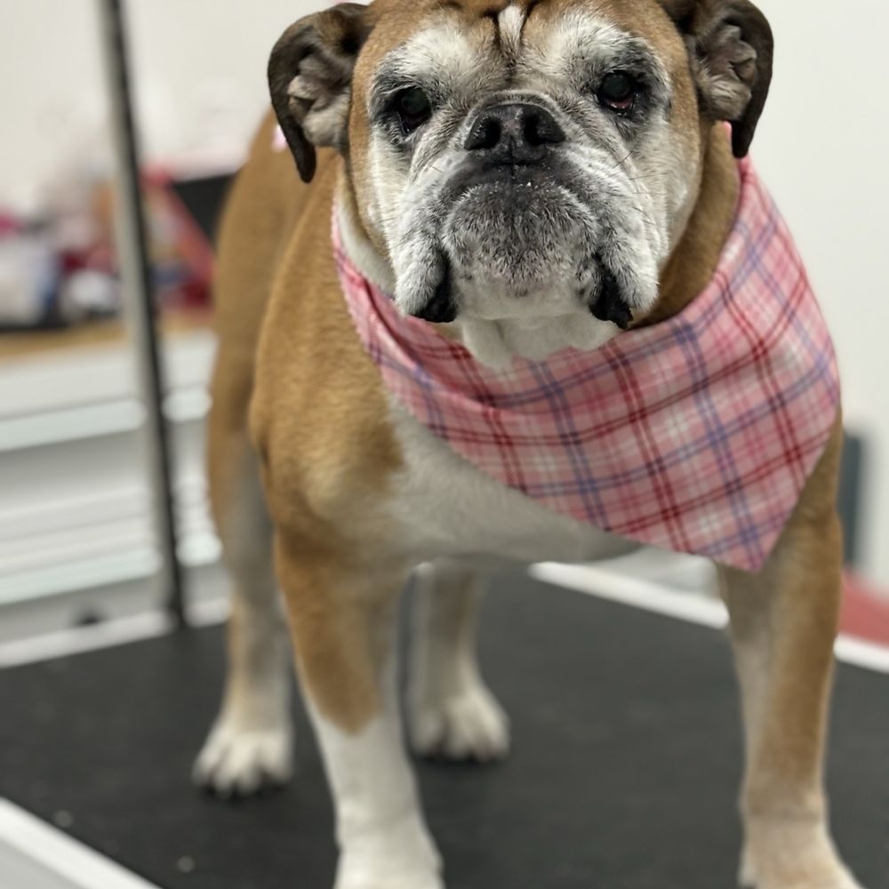 Royalty Pet Spa - Pet Groomers Near Me - Las Vegas, Nevada Royalty Pet Spa - Pet Groomers Near Me - Las Vegas, Nevada