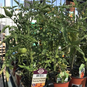 Antioch Ace Hardware - Tomato plants - Hardware Stores Near Me - Antioch, California Antioch Ace Hardware - Tomato plants - Hardware Stores Near Me - Antioch, California